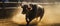 Bull Running in Dirt Arena, Action-packed Rodeo Moment Captured