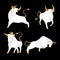 Bull set with golden horns, hooves and tail. Collection ox, symbol of 2021 Chinese New Year. White bulls standing in