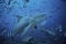 Bull shark, carcharhinus leucas, Beqa lagoon, Fiji