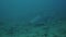 The bull shark Carcharhinus leucas floating near the bottom of caribbean sea