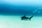 Bull Shark Carcharhinus leucas. reefs of the Sea of Cortez