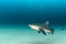 Bull Shark (Carcharhinus leucas). reefs of the Sea of Cortez