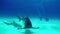 Bull Shark and Hammerhead with divers underwater on sand of Tiger Beach Bahamas.
