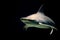 Bull shark jaws ready to attack at night isolated on black