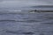 Bull shark at the mouth of the Sirena River, Corcovado National Park, Osa Peninsula, Costa Rica