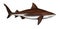 Bull shark side view illustration realistic isolate art.