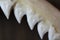 Bull shark teeth