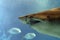 Bull shark underwater mouth teeth jaws close up