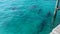 Bull Sharks (Carcharhinus leucas) cruising around the marina in North Bimini, Bahamas