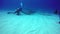 Bull Sharks feeding underwater on sandy bottom of Tiger Beach Bahamas.