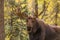 Bull Shiras Moose