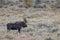 Bull Shiras Moose in Autumn in Wyoming