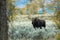 Bull Shiras Moose in Fall in Wyoming