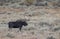 Bull Shiras Moose in Fall in Wyoming