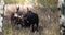 Bull Shiras Moose in the Rut in Autumn in Wyoming