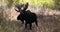 Bull Shiras Moose in the Rut in Fall in Wyoming