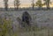 Bull Shiras Moose in the Rut in Wyoming in Fall