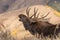 Bull Shiras Moose Rutting in Wyoming