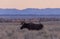 Bull Shiras Moose at Sunrise in Wyoming in Autumn