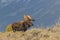 Bull Shiras Moose in Wyoming in Fall