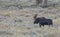 Bull Shiras Moose in Wyoming in Fall