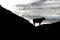 A bull silhouette