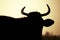 Bull silhouette