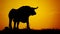 Bull silhouette afterglow