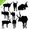 Bull silhouettes vector