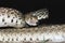 Bull snake