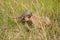 A bull snake in the grass prepares to strike.