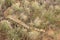 Bull Snake Pituophis catenifer sayi In Colorado Desert