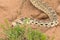 Bull Snake Pituophis catenifer sayi In Colorado Desert