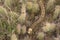 Bull Snake Pituophis catenifer sayi In Colorado Desert Making It`s Way Through A Prickly Pear Cactus