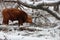 Bull in the snow forest