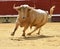 Bull in spain with big horns