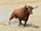 Bull in spain with big horns