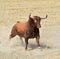 Bull in spain with big horns