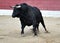 Bull in spain running in bullring