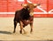 Bull in spain running in bullring