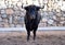 A bull in the spanish bullring with big horns