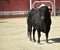 A bull in spanish bullring in a traditional show of bullfight