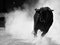 A bull in spanish bullring in a traditional show of bullfight