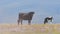 Bull standing on a field