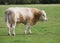 Bull standing in a Field