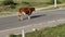 Bull standing in middle of road