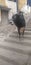 A BULL STANDING SMILE FACE IN STAIR CASE