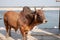 A bull stands stoic at the Ghats in Varanasi.