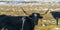 Bull staring at the camera against snowy grassland