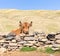 Bull and stone fence.